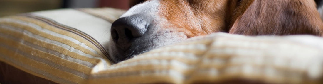 Are Dog Beds Washable? Cleaning Guide